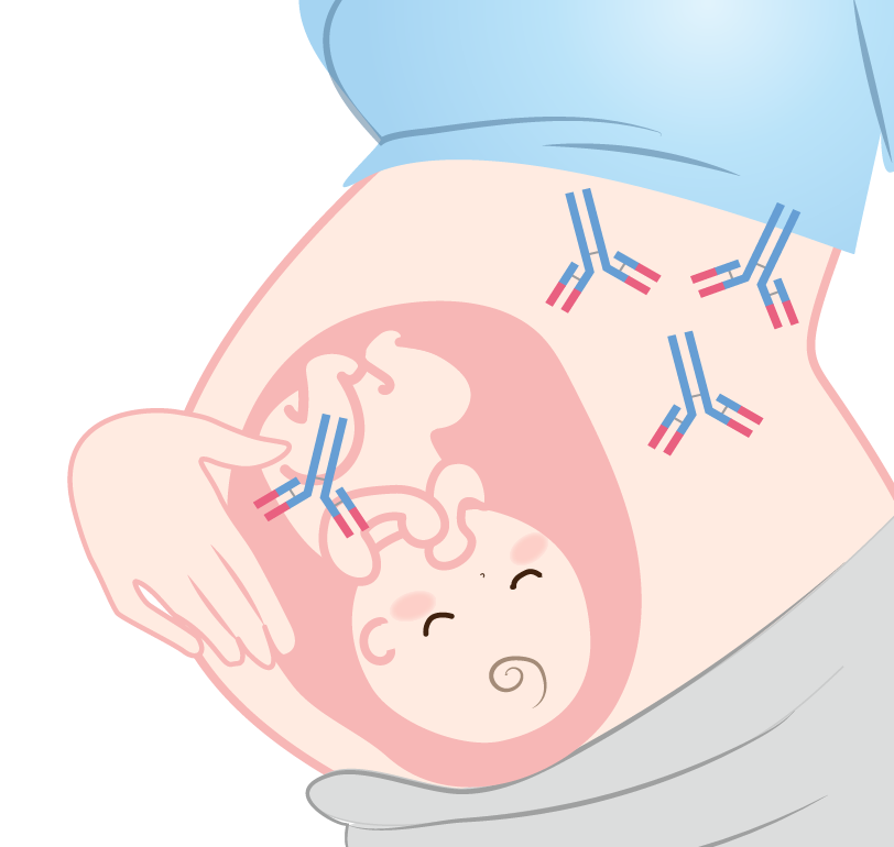 母子抗体のイメージ