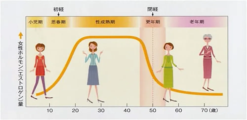 女性ホルモン（エストロゲン）量